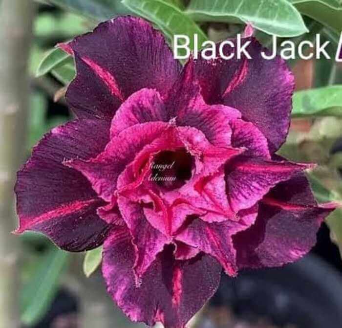 Rosa do Deserto Enxerto – Black Jack – Moises